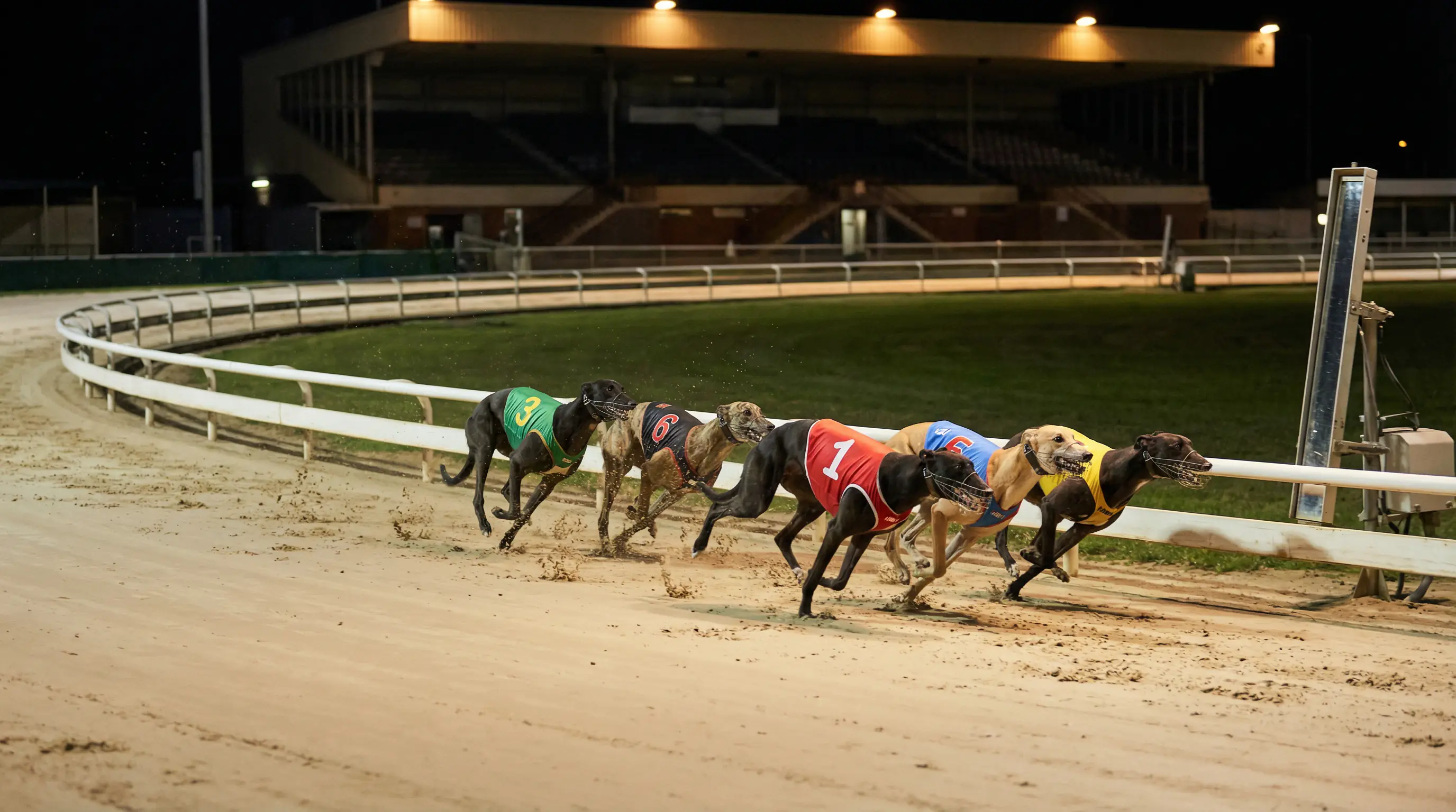 Greyhounds rounding the first bend of a sand track race with inside runners holding the rail position